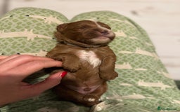 Cavapoo dogs for sale: Cavapoo puppies fully health tested parents - Image 34