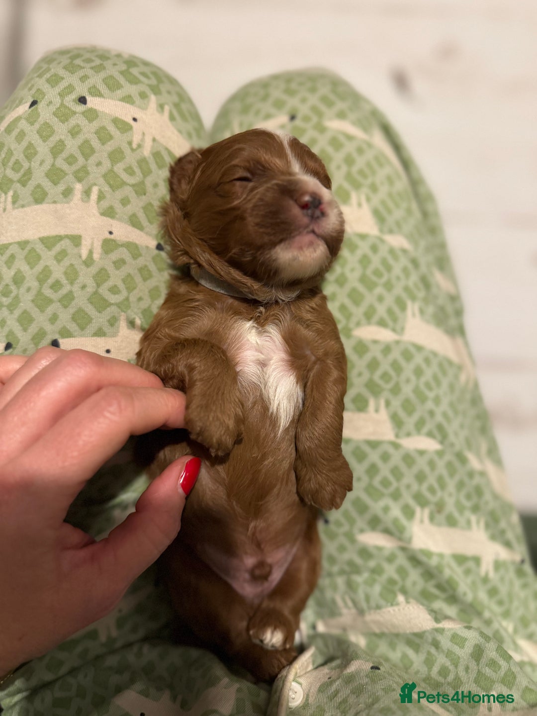 Cavapoo dogs for sale: Cavapoo puppies fully health tested parents - Image 34