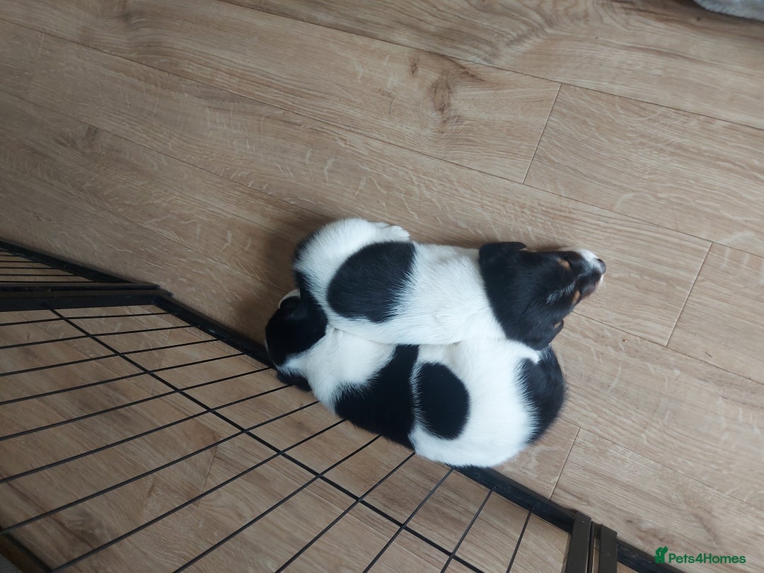 Mixed Breed dogs for sale: Border Beagle Puppies  - Image 10