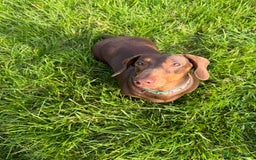 Dachshund dogs for sale: Female Dachshund - Image 4