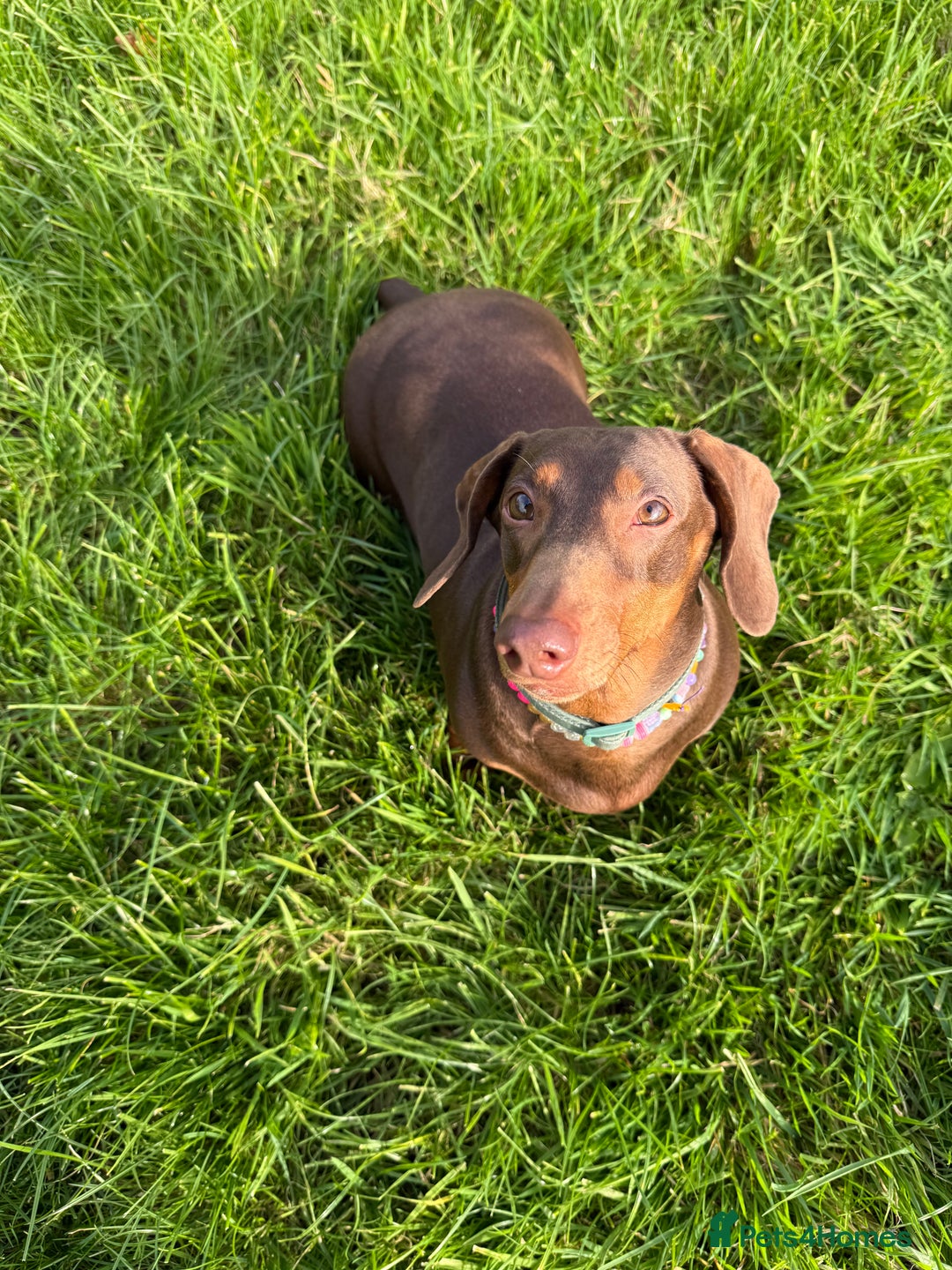 Dachshund dogs for sale: Female Dachshund - Image 4