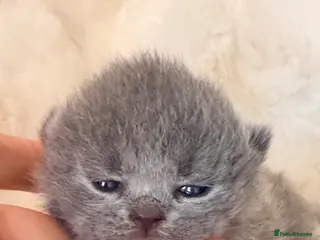 British Shorthair cats EXC. QUALITY BSH KITTENS FROM CHAMPIONS LINE 🏆 - Advert 17