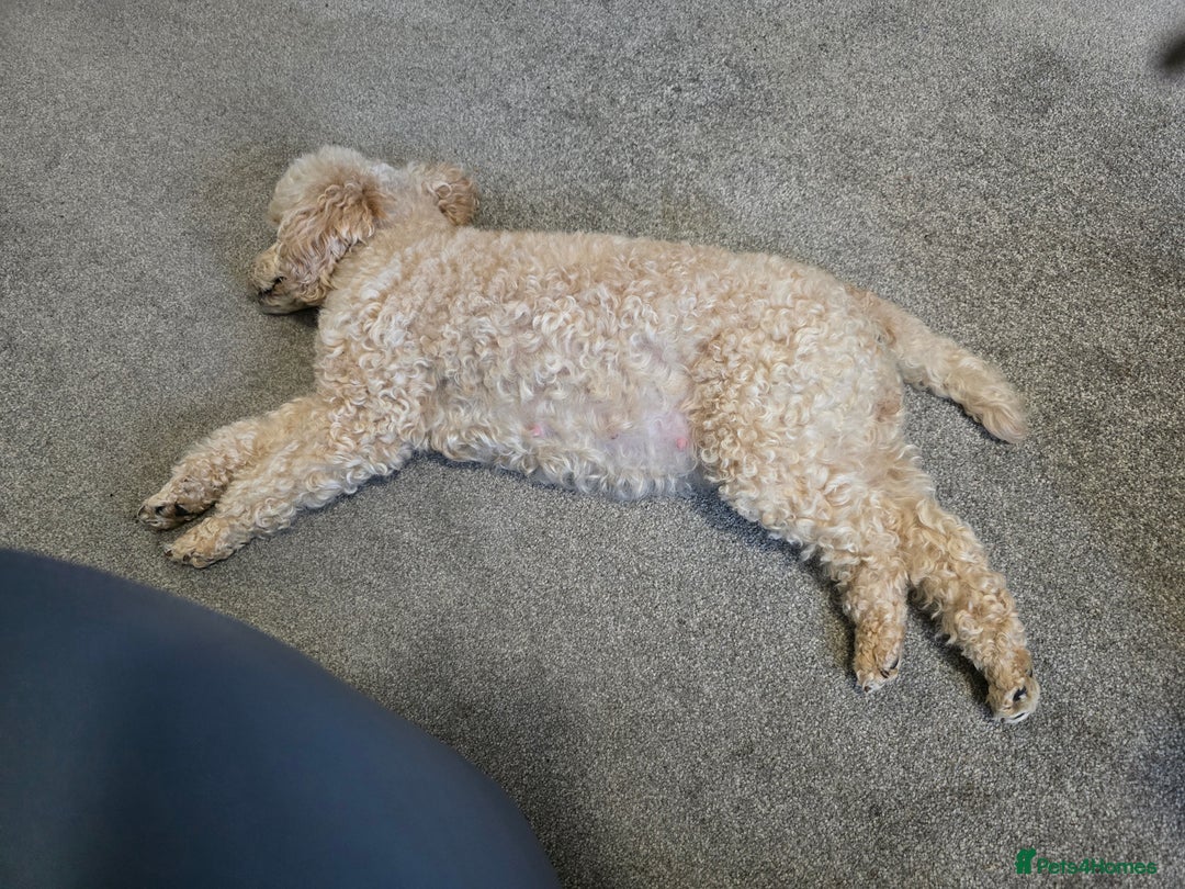 Poodle dogs for sale: Poodles  - Advert 3