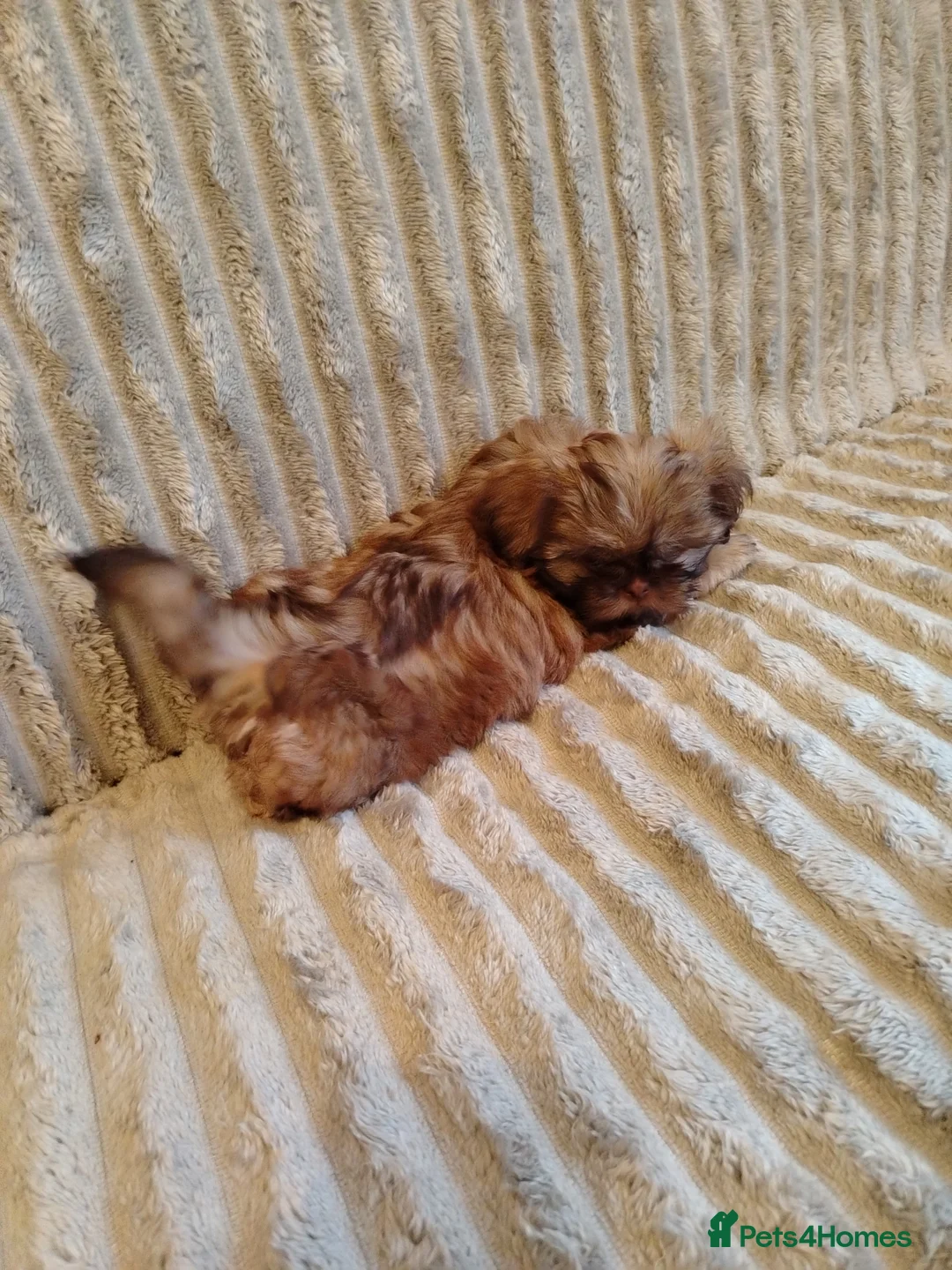 Shih Tzu dogs for sale: Beautiful imperial shih tzu babies  - Advert 21
