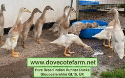 Ducks poultry for sale: INDIAN RUNNER PURE BREED DUCKS, DUCKLINGS & DRAKES - Image 1