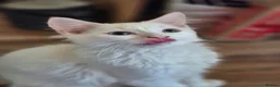 Ragdoll cats for sale: Beautiful blue eyed babies - Advert 6