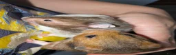 Hamster rodents for sale: Young Syrian Hamsters in Crowborough - Advert 13