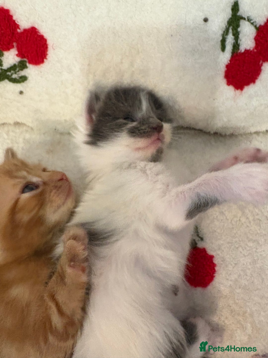 American Shorthair cats for sale: 5 beautiful kittens available  - Image 11