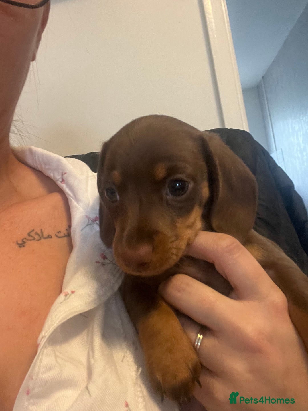 Miniature Dachshund dogs for sale: Mini dashounds for sale  - Image 3