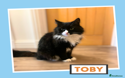 Mixed Breed cats for adoption: Toby wears a Tuxedo - Image 1