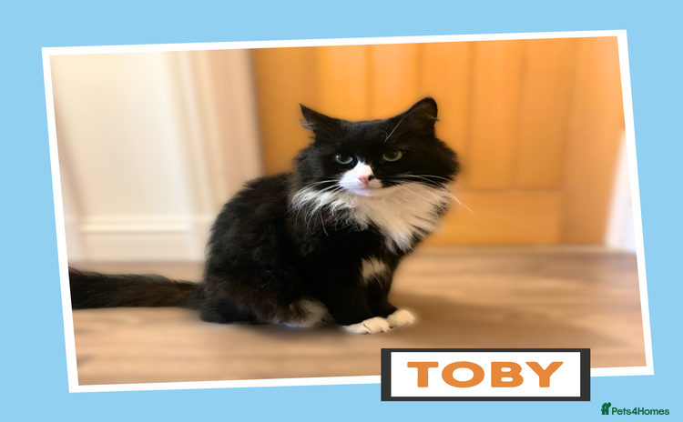 Mixed Breed cats - Advert 1