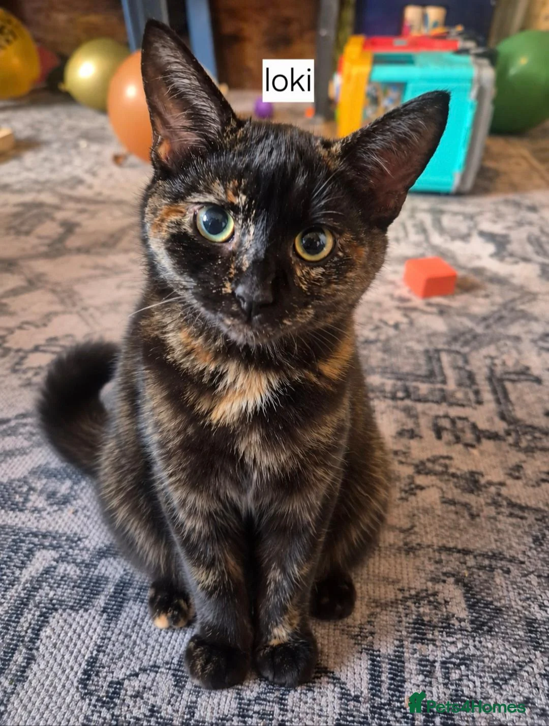 Mixed Breed cats for sale: Cats for sale - Advert 4