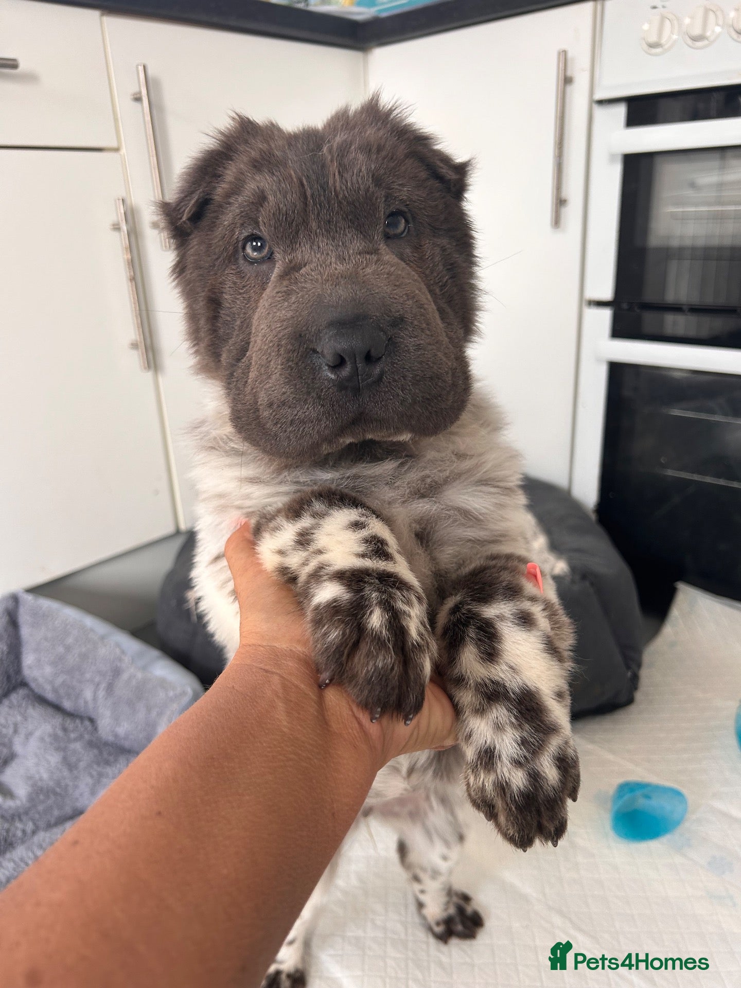 Shar Pei dogs REDUCED Kc registered shar pei 1 girl left - Advert 1