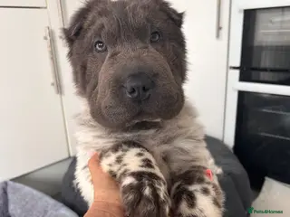 Shar Pei dogs REDUCED Kc registered shar pei 1 girl left - Advert 2