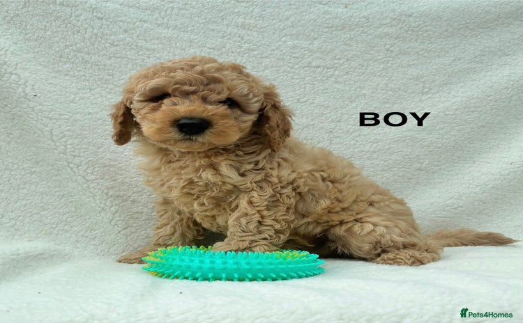 Miniature Poodle dogs - Advert 7