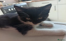 British Shorthair cats for sale: 2 boy half silver tabby half tuxedo - Image 3