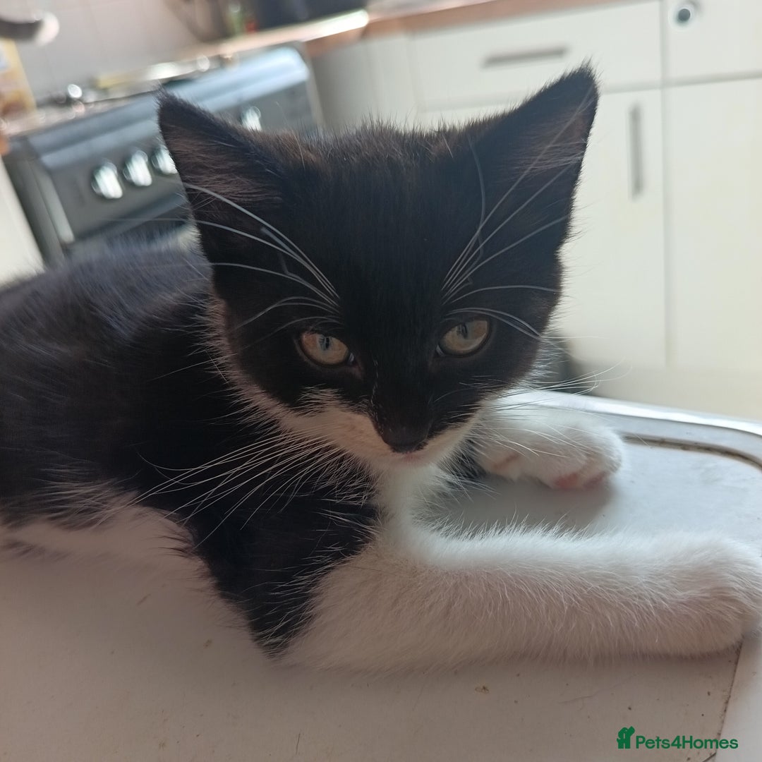 British Shorthair cats for sale: 2 boy half silver tabby half tuxedo - Image 3