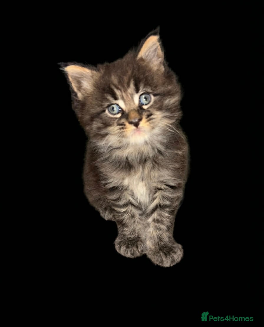 Maine Coon cats TICA REGISTERED MAINE COON KITTENS - Advert 6