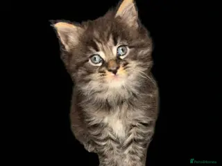 Maine Coon cats TICA REGISTERED MAINE COON KITTENS - Advert 6