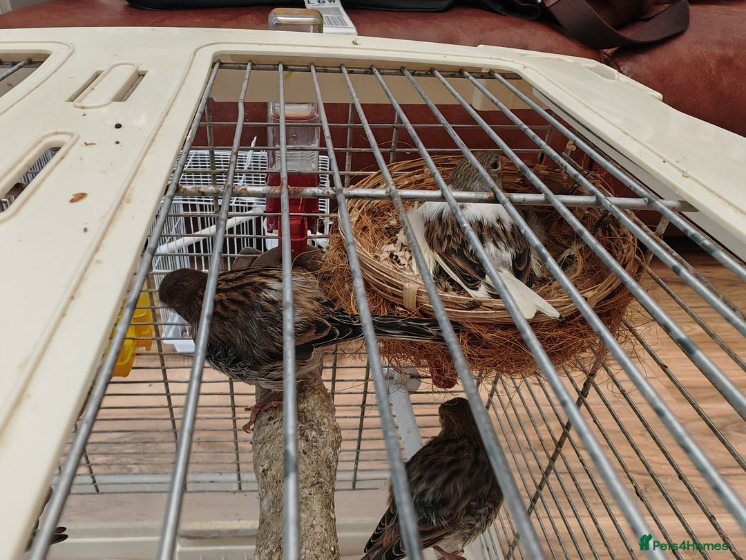 Canaries birds for sale: 13 Mixed Male/ Female Canaries in diffrent colours - Image 7