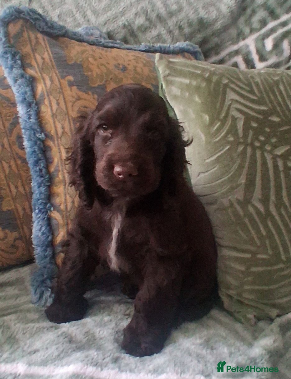Cocker Spaniel dogs Champion Pedigree KC Reg Showtype Cocker Spaniels - Advert 2