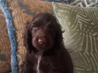 Cocker Spaniel dogs for sale: KC Reg Showtype Cocker Spaniel 'Chocolate' puppy - Advert 2
