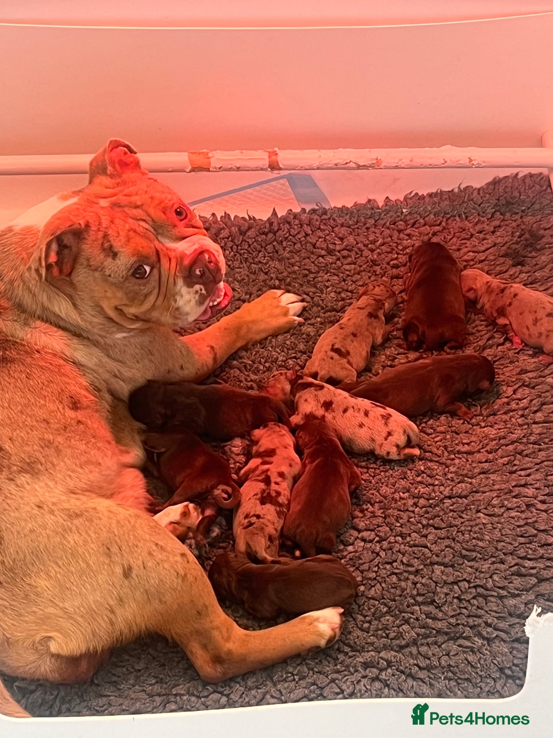 Olde English Bulldogge dogs for sale: RAINBOW OLD ENGLISH LITTER !!! - Image 25