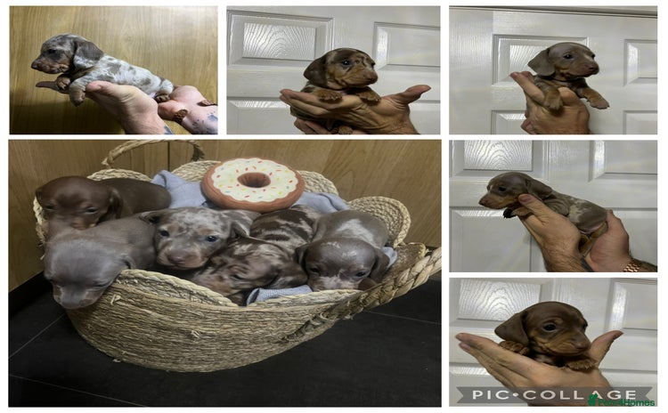 Miniature Dachshund dogs Isabelle tan dapple miniature dachshund KC reg - Advert 2