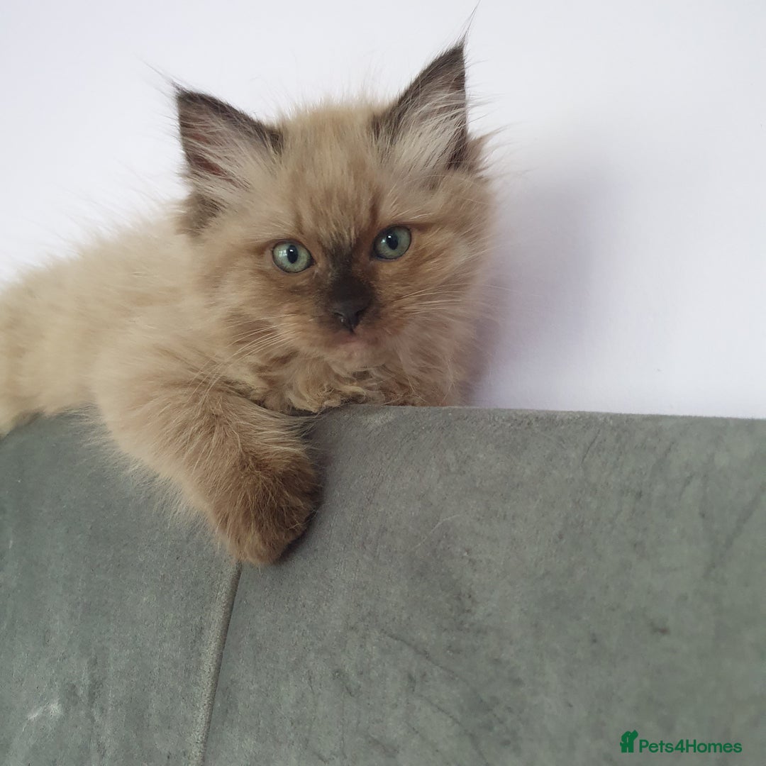 Ragdoll cats for sale: Reduced RARE Brown/mink Green-eyed Ragdoll kittens - Image 8