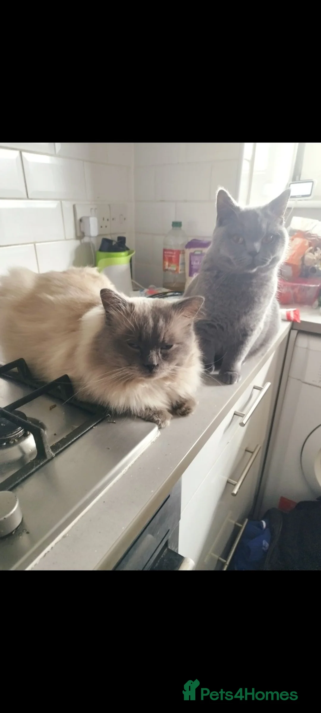 Ragdoll cats for sale: Ragdoll British x short hair  - Advert 2