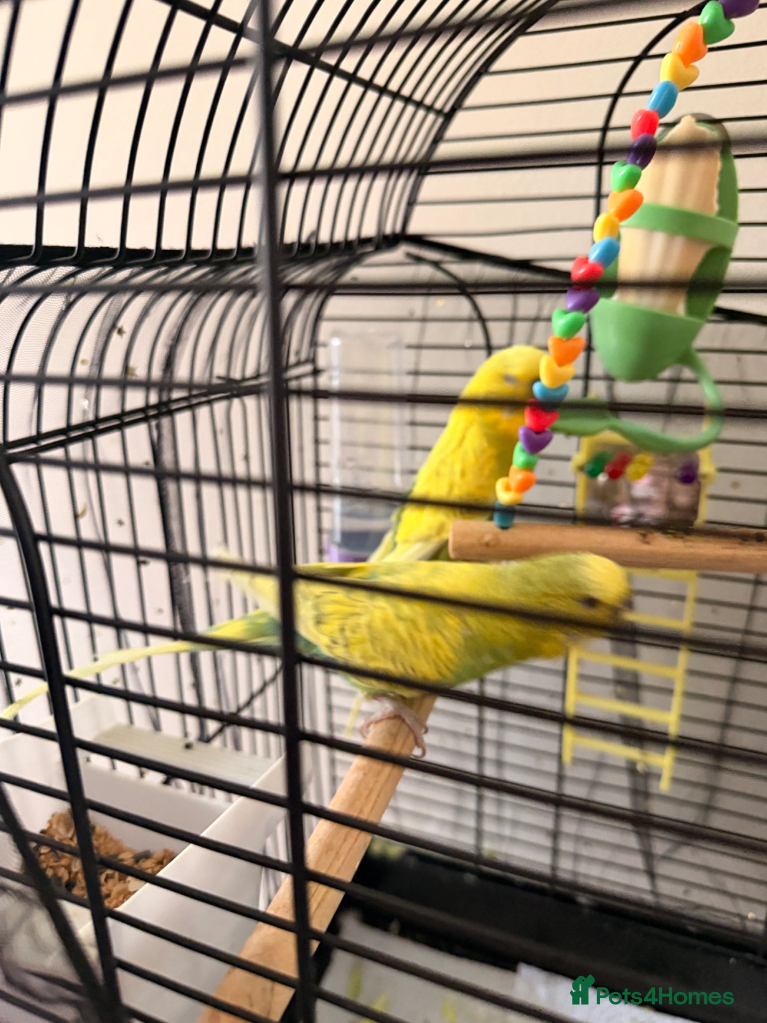 Budgerigars birds for sale: Budgies - Advert 2