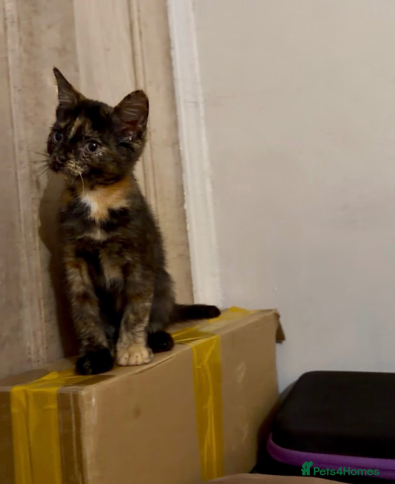 Mixed Breed cats for sale: 1 last female kitten left  - Advert 21