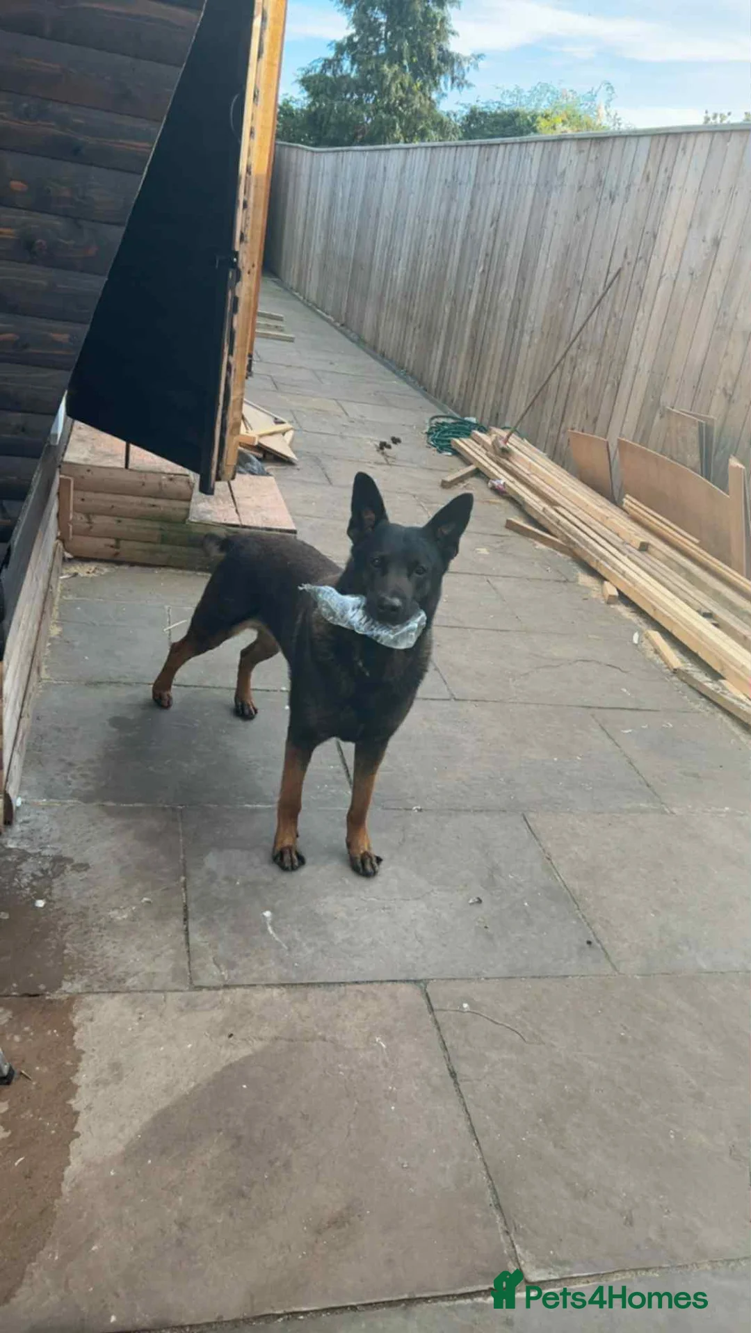 Belgian Shepherd Dog dogs for sale:  1 girl left belgian malinois - Advert 4