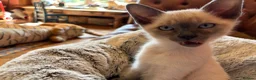 Tonkinese cats for sale: Superb Tonkdoll kittens - Advert 10