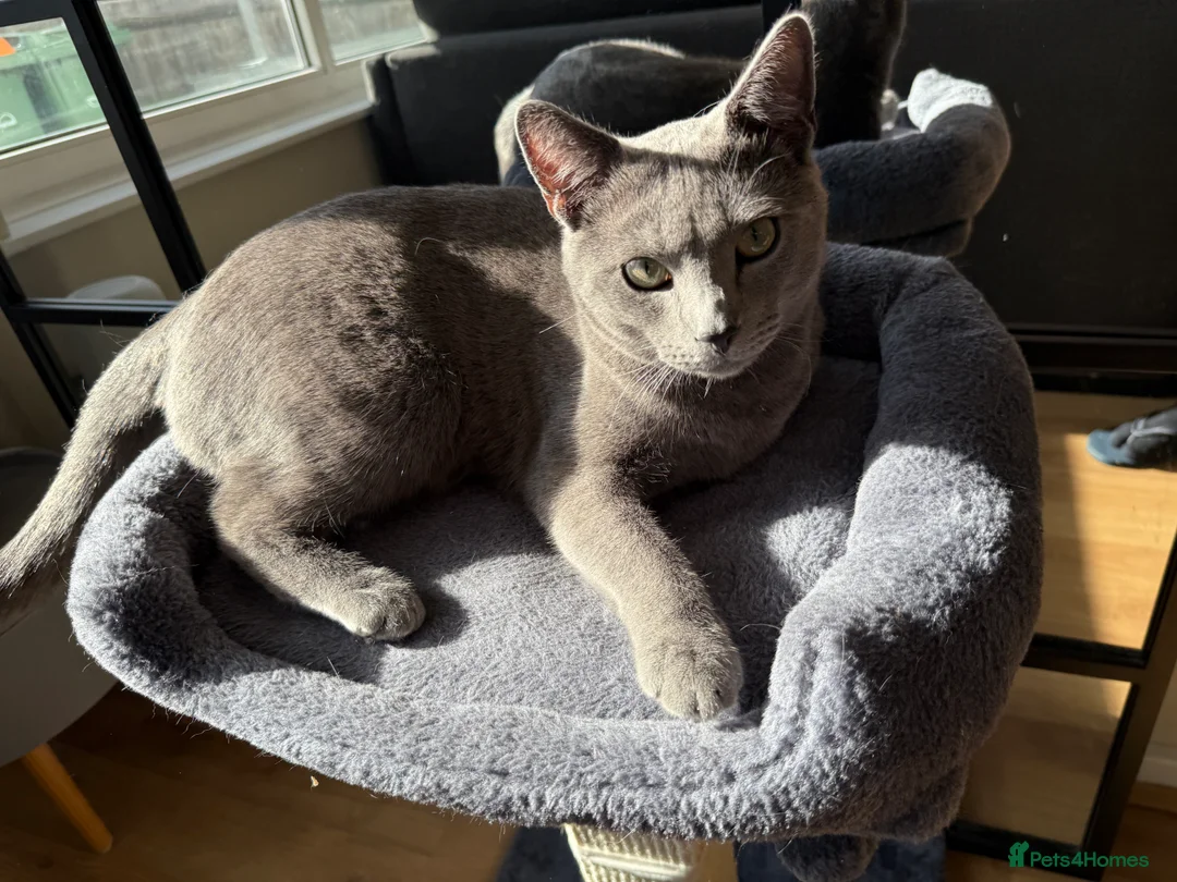 Russian Blue cats for sale: Sweet Russian Blue boy 1yr (TICA Pedigree) - Advert 4