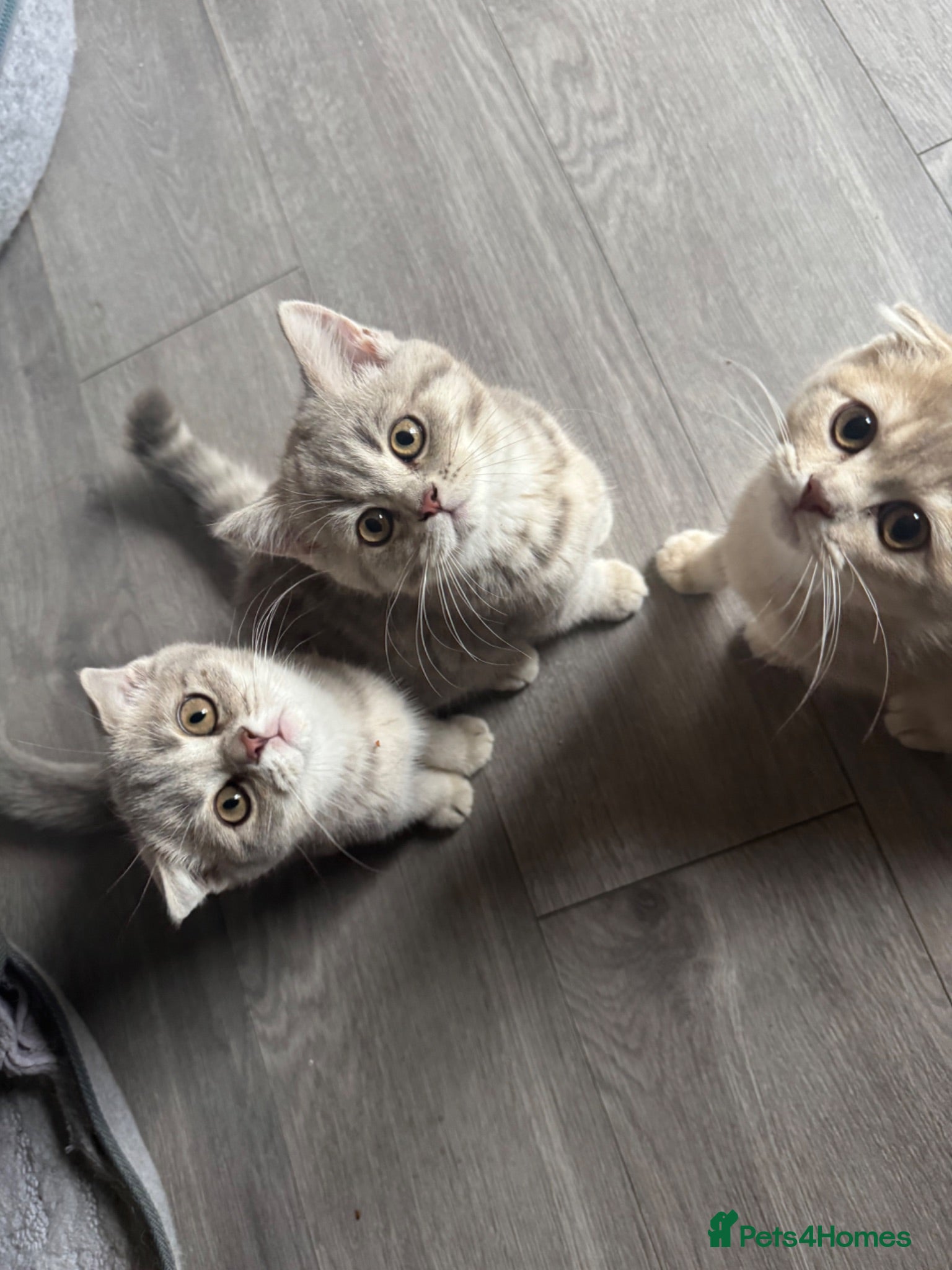 Scottish Fold cats Full pedigree Scottish fold kittens - Advert 1