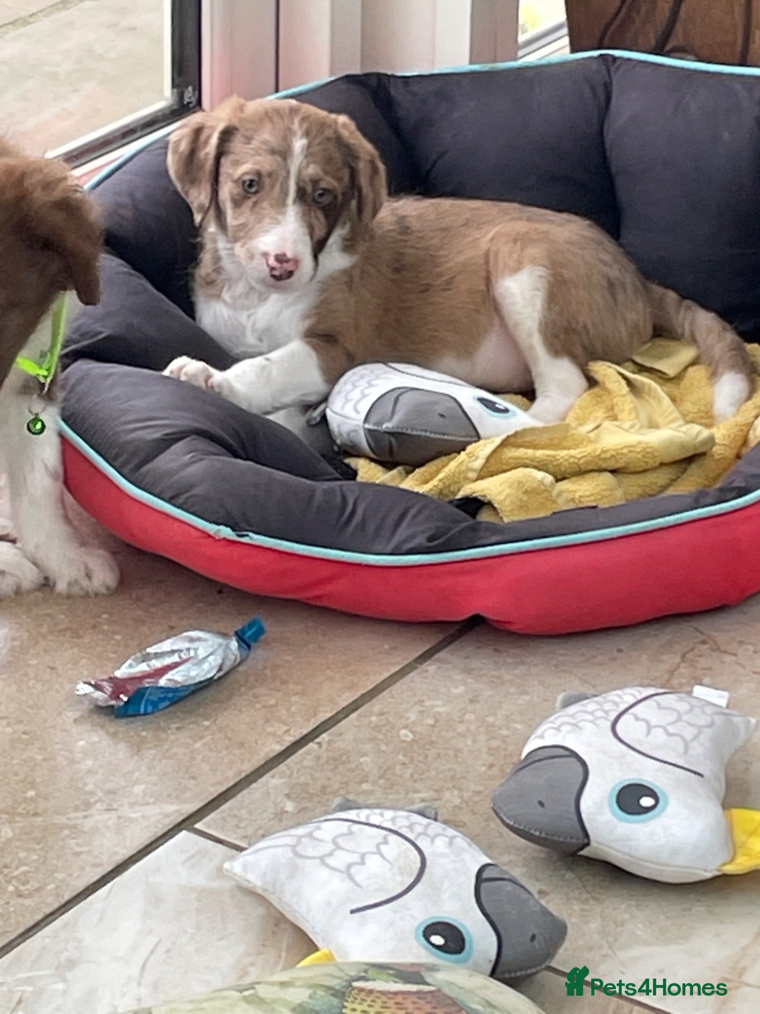 Border Collie dogs Stunning boys and girls - Advert 2