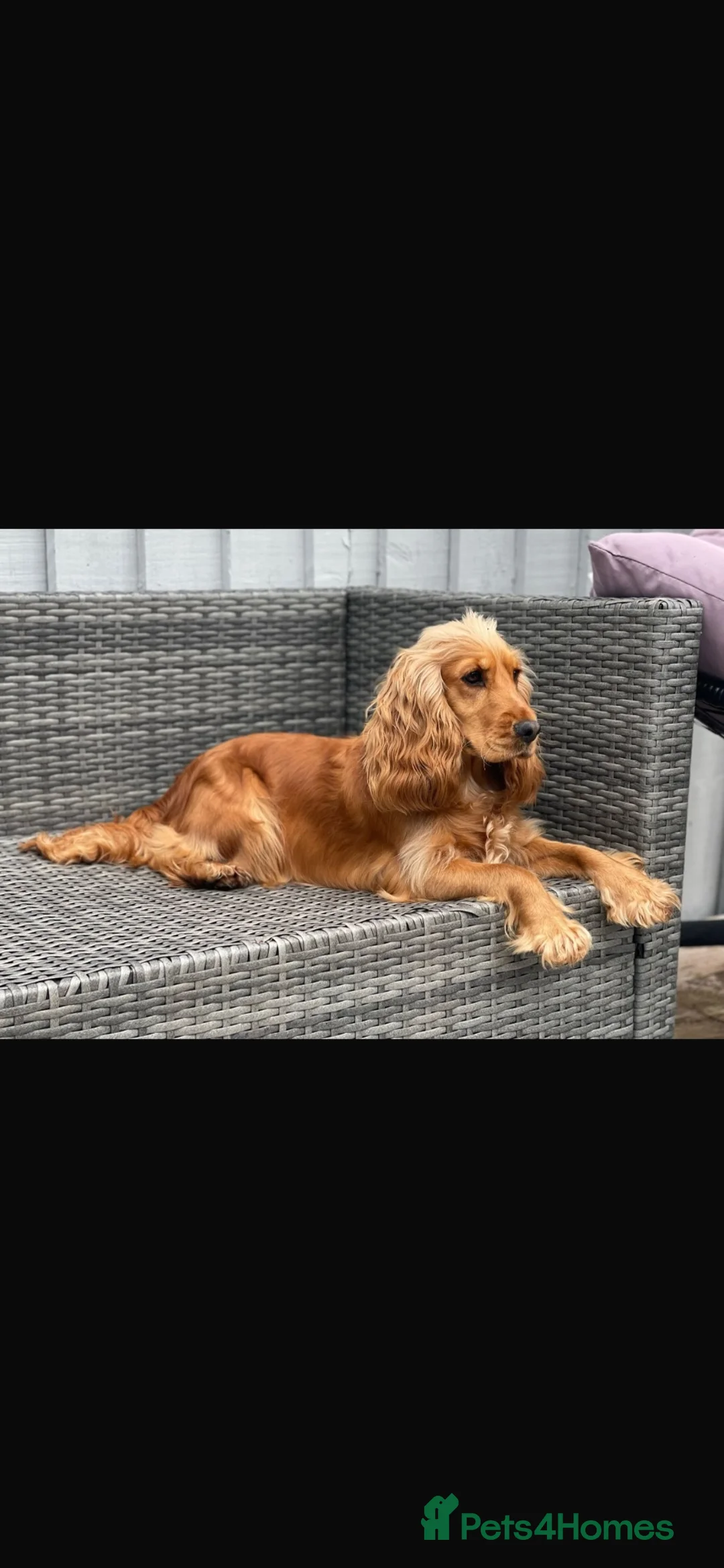 Cocker Spaniel dogs for sale: Beautiful KC registered puppies in Brecon - Advert 1