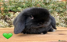 Mini Lop rabbits for sale: Beautiful friendly Mini lops babies x 2 - Image 4