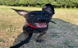 Mixed Breed dogs for sale: 15 week old german shepherd dutch herder cross - Image 3