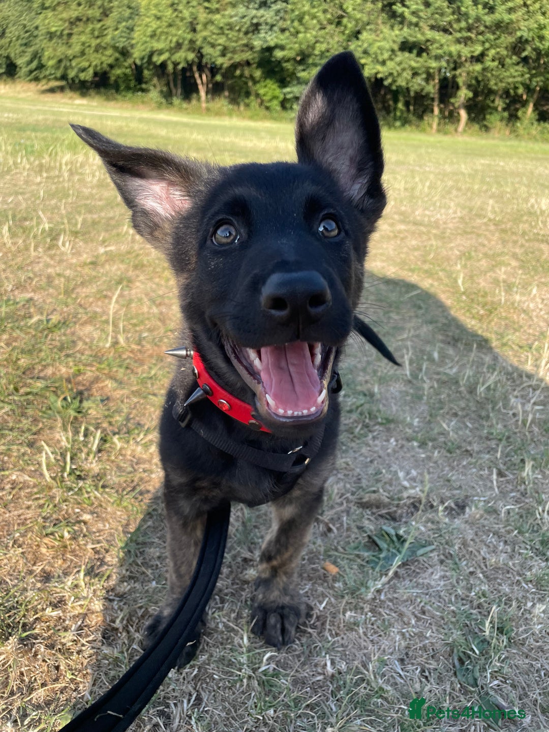 Mixed Breed dogs for sale: 15 week old german shepherd dutch herder cross - Image 3