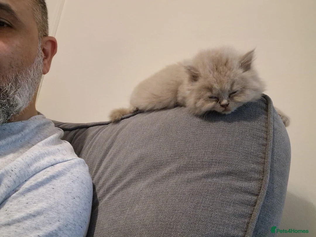British Longhair cats for sale: Iman EL HAJJ - Advert 1