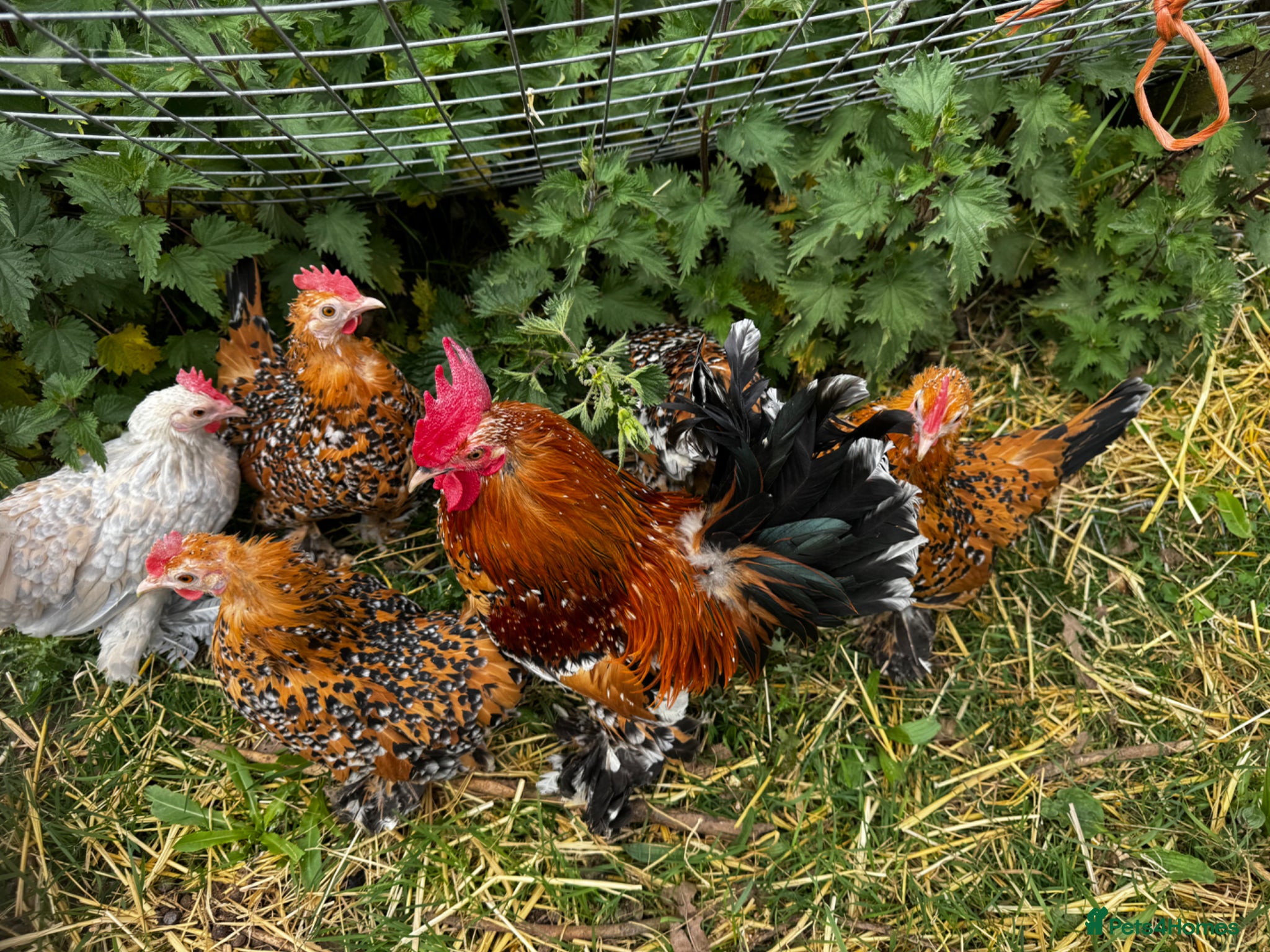 Chickens poultry for sale: 🥚 Sablepoot hatching eggs 🥚 - Advert 2