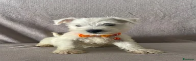 West Highland Terrier 3