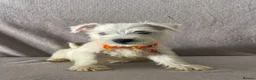 West Highland Terrier dogs for sale: Beautiful west highland terrier puppy’s  - Advert 14