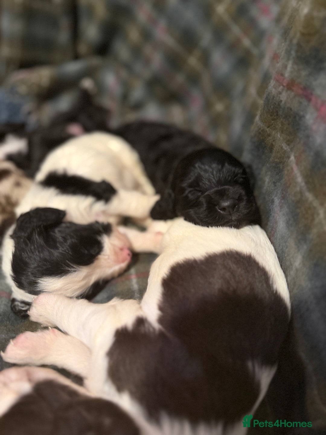 Cocker Spaniel dogs for sale: Cocker Spaniel Merle Puppies  - Advert 23
