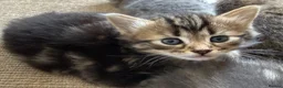 Mixed Breed cats for sale: Adorable Fluffy Tabby MaineCoon mixed Kitten🐱💕  - Advert 15