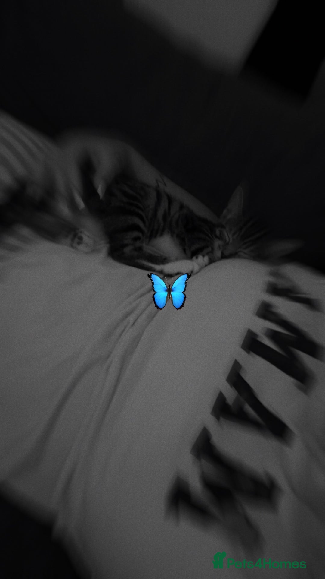 Bengal cats for sale: Winnie  - Advert 2