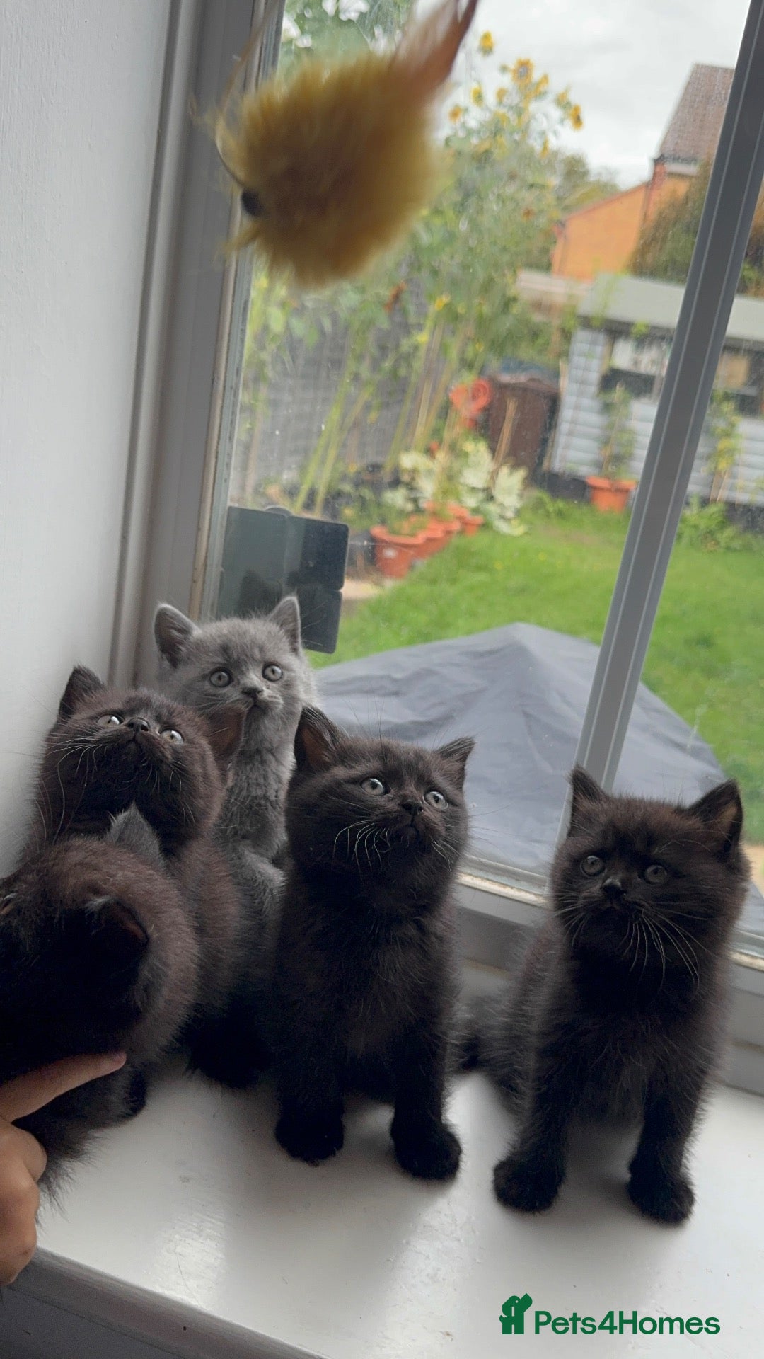 British Shorthair cats for sale: British shorthair kittens  - Advert 1