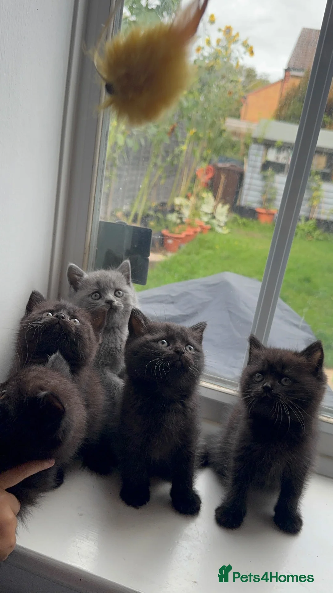 British Shorthair cats for sale: British shorthair kittens  - Advert 1